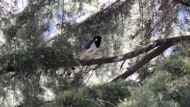 Red billed blue magpie (Chinese blue pie, Urocissa occipitalis) on the Himalayan cedars, characteristic manner of pies dive down
