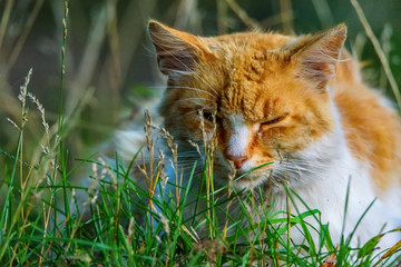 Naklejka na ściany i meble portrait stray cat in the grass