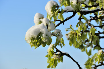 in the spring the pears blooming