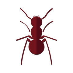 Nature Insect ant