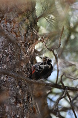 PÁJARO CARPINTERO
