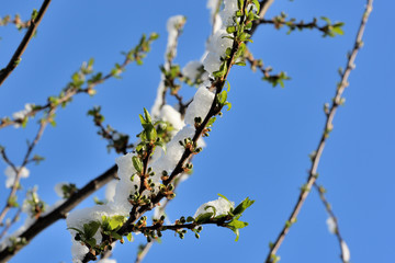 Spring-blooming plums after snow