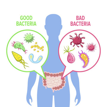 Human intestinal flora vector illustration isolated from background