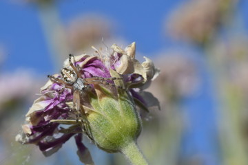 FLOR