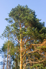 branched stem growing pine