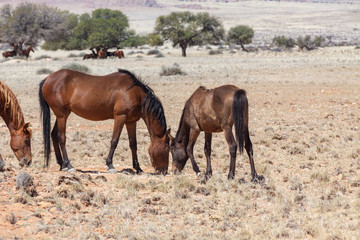 Naklejka na ściany i meble Wüstenpferde in Namibia