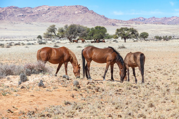 Wüstenpferde in Namibia