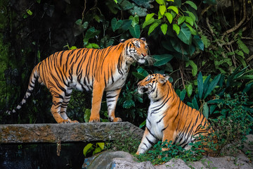 Fototapeta na wymiar beautiful couple bengal tigers with lush green habitat background