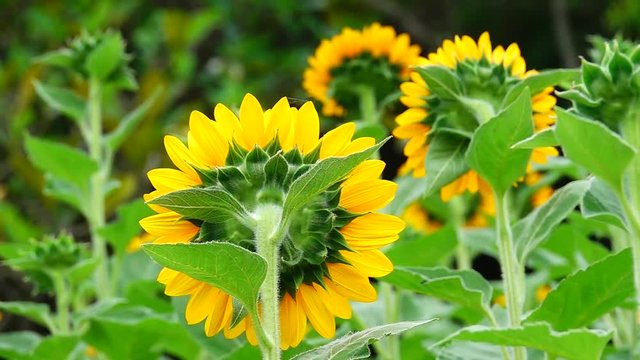 HD 1080 super slow sunflower in garden beautiful nature outdoor.