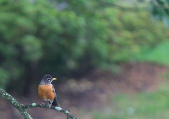 A Robin Sitting on a branch