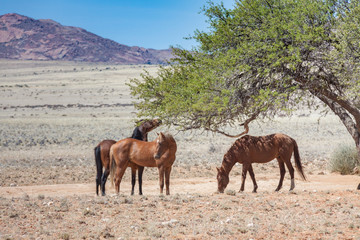 Wüstenpferde in Namibia