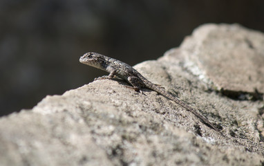 Lizard sunning itself on a rock