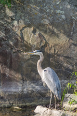 Fototapeta premium A Blue Heron along the banks of the C&O Canal