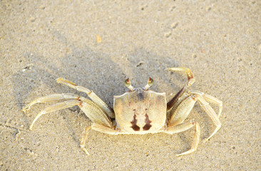 A crab that walks on the beach, the seafront, the morning  