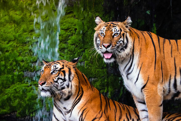 beautiful couple bengal tigers with lush green habitat background