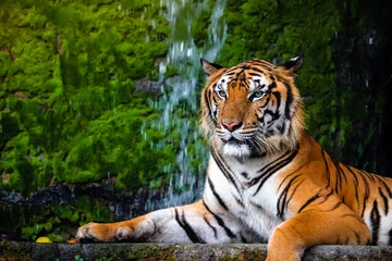 Tuinposter close-up portret van mooie Bengaalse tijger met weelderige groene habitat achtergrond © Akkharat J.