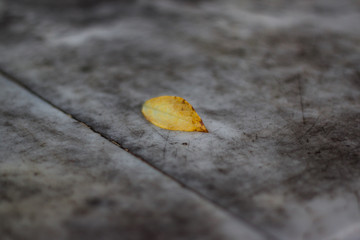 the first autumn leaf