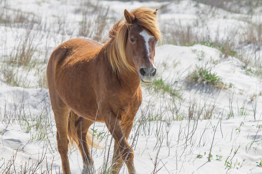 Trotting wild pony from Assateague Island, part of the US National Park Service