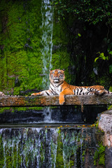 beautiful bengal tiger with lush green and waterfall habitat background