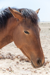 Wüstenpferde in Namibia