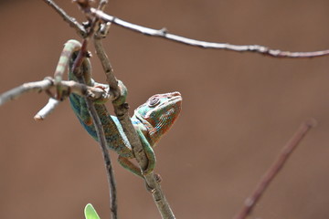 REPTIL