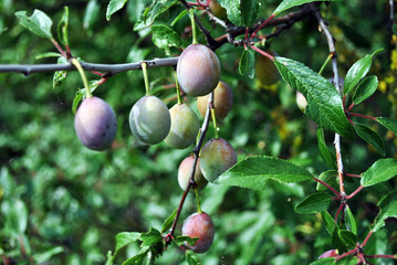 Green unripe plums on the branch with leaves, soft blurry green background