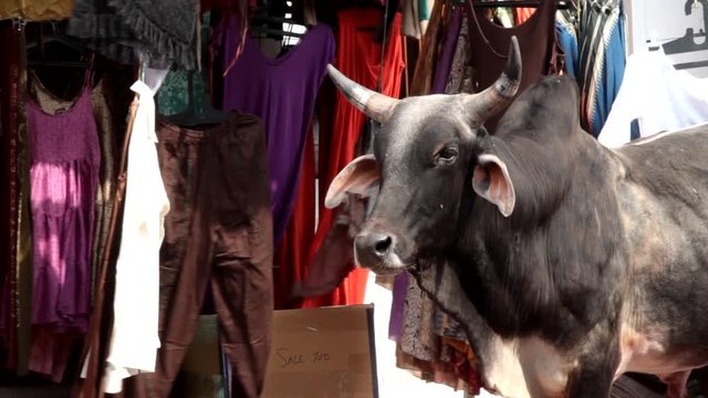 Zebu, humped ox (Bos indicus) a sacred cow (sacred bull) at the Bazaar among the clothes hung up for sale. India
