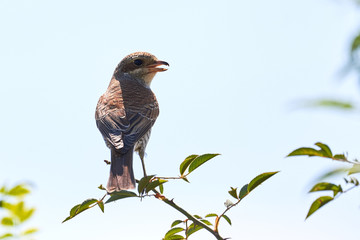 Red-backed shrike (Lanius collurio) sitting on a branch