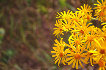 Yellow flowers of Senecio vernal (eastern groundsel) on soft blurry grass bokeh background, top view
