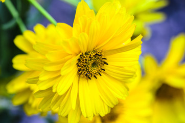 Large flower of yellow zinnia