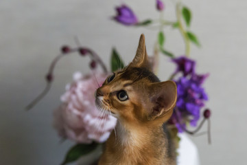 red cat with flower vase
