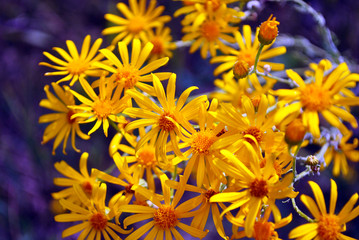 Yellow flowers of Senecio vernal (eastern groundsel), on soft blurry blue bokeh background