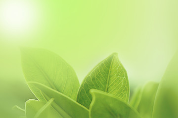 Leaf Light background pattern texture.