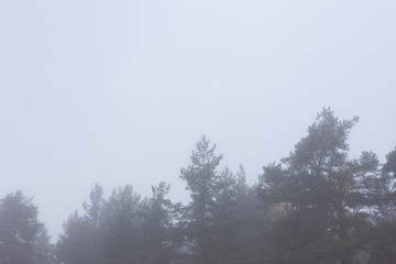 Pine treetops and sky at foggy day nature scene