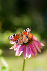 butterfly sitting on a flower