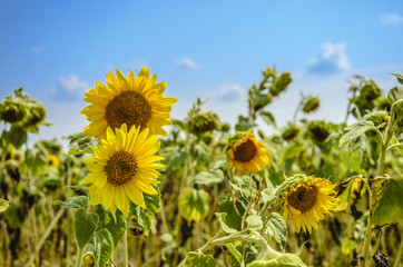 Several large yellow sunflower flowers growing on the field on s