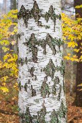 Close-up old birch tree trunk in autumn forest