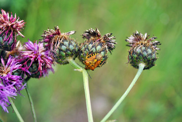Yellow arpocoris purpureipennis (shield bug) on purple cornflower, soft bokeh of green grass, close up detail