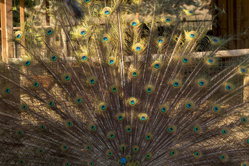 Fototapeta premium Male Peacock Bird. Open Feathers Tail
