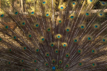 Obraz premium Male Peacock Bird. Open Feathers Tail