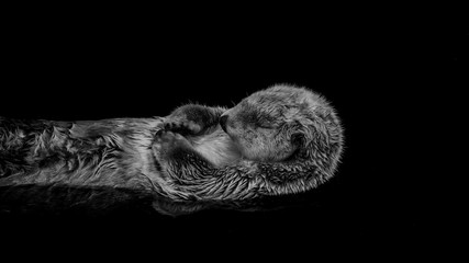 Sea otter floating in the water