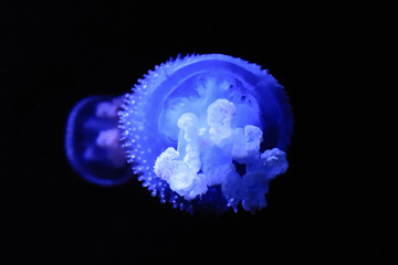 Jellyfish Swimming In The Sea. Medusa