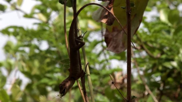Lizard calot (female) from Agam (possibly calot-bloodsucker, Calotes versicolor) caught insect bug, freeze with the victim hanging upside down. India
