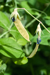 Yellow beans on the vine in a field