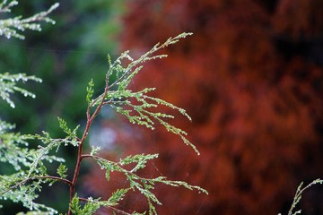 Dew drops in the morning with spider web