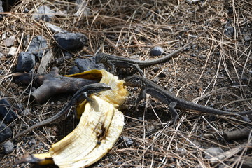 LAGARTOS COMIENDO PLÁTANO