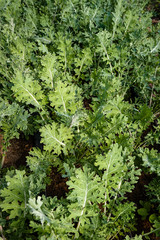 Fresh green kale at the farm waiting to be harvested.