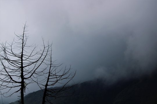 Barebone tree in fog