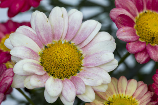 Daisy , Flower
