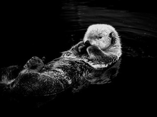 Sea otter floating in the water